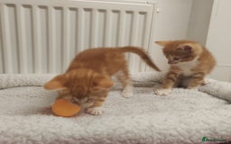 Mixed Breed cats for sale: Lovely kittens ready to reserve. - Image 10