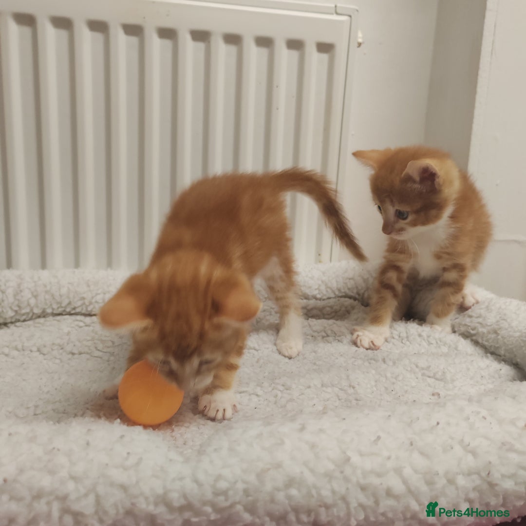 Mixed Breed cats for sale: Lovely kittens ready to reserve. - Image 10
