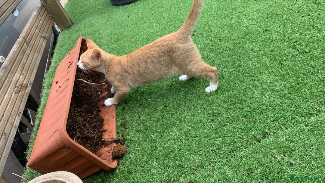 Mixed Breed cats for sale: Bengal x Spyhnx kittens  - Image 3
