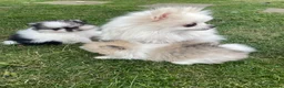 Pomeranian dogs for sale: Teddy bear faced tiny kc Pomeranian girls  - Advert 8