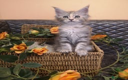Maine Coon cats for sale: Maine Coon Kittens Parents Tica Reg& Health tested - Image 21