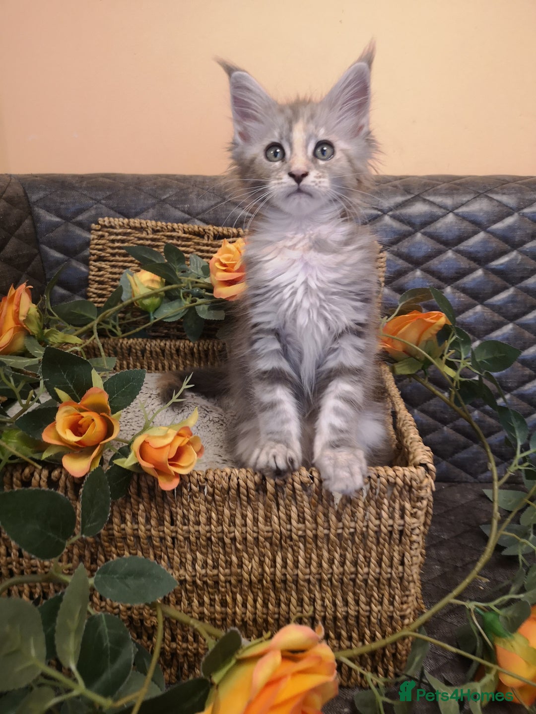 Maine Coon cats for sale: Maine Coon Kittens Parents Tica Reg& Health tested - Image 21