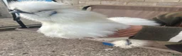 Mixed Breed birds for sale: 3 silkie x pekins 2females one male  in Dewsbury - Advert 8