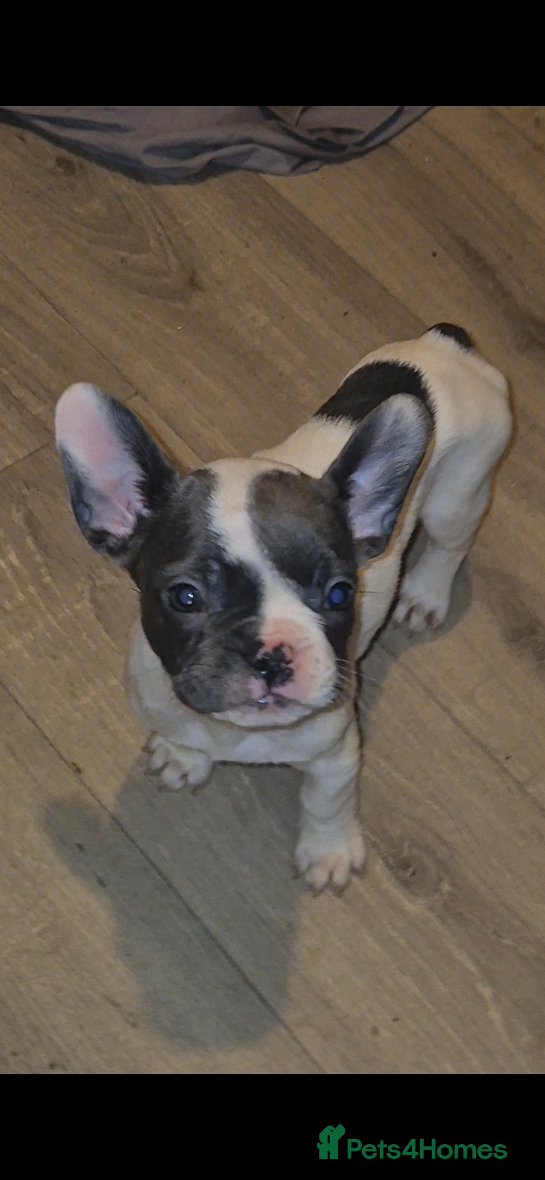 French Bulldog dogs for sale: 5 french bulldogs left!! Ready now! - Advert 33