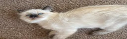 Ragdoll cats for sale: Gorgeous Ragdoll Kittens - Advert 5