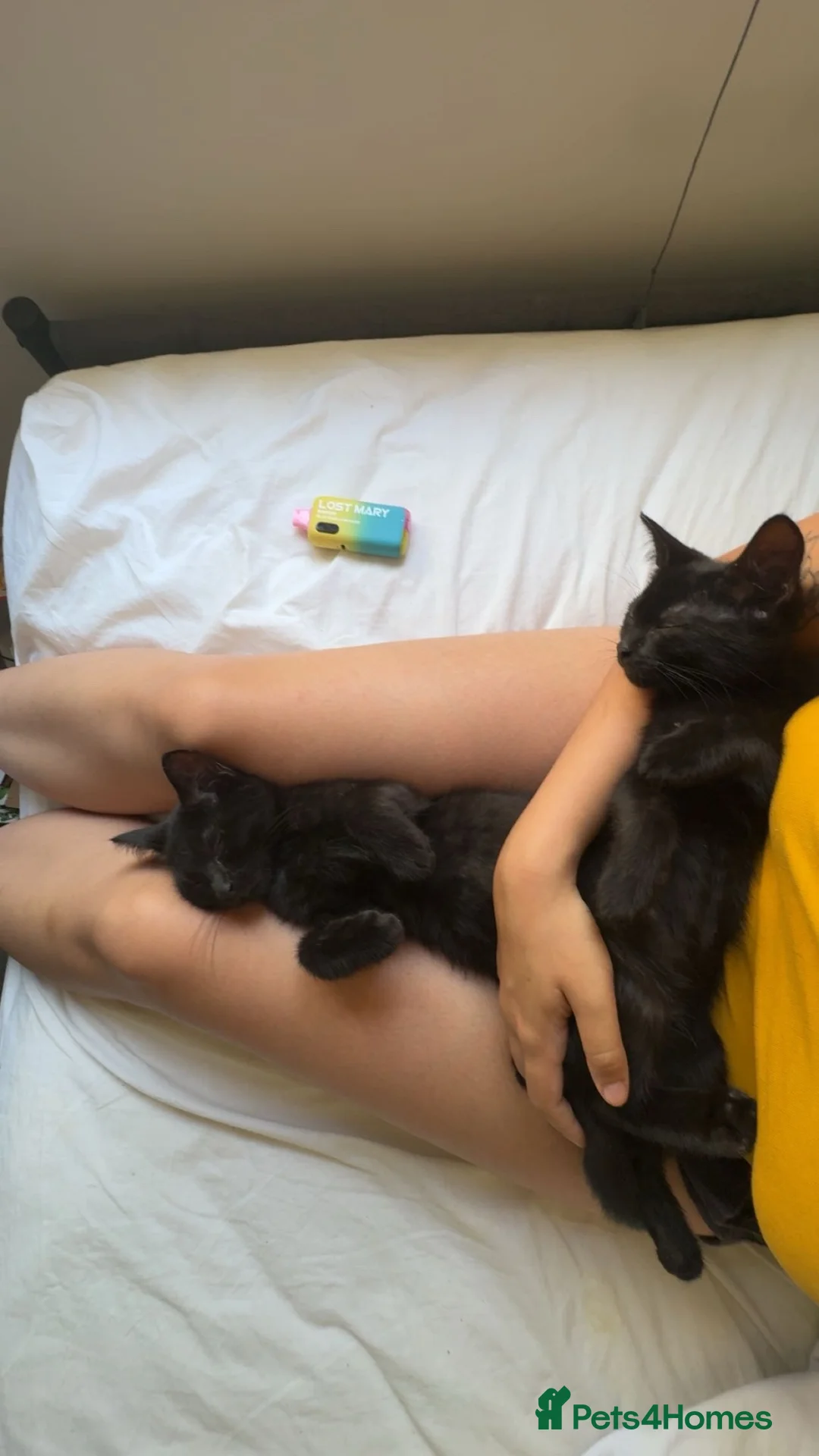 British Shorthair cats for sale: Two beautiful boys for sale  - Advert 2