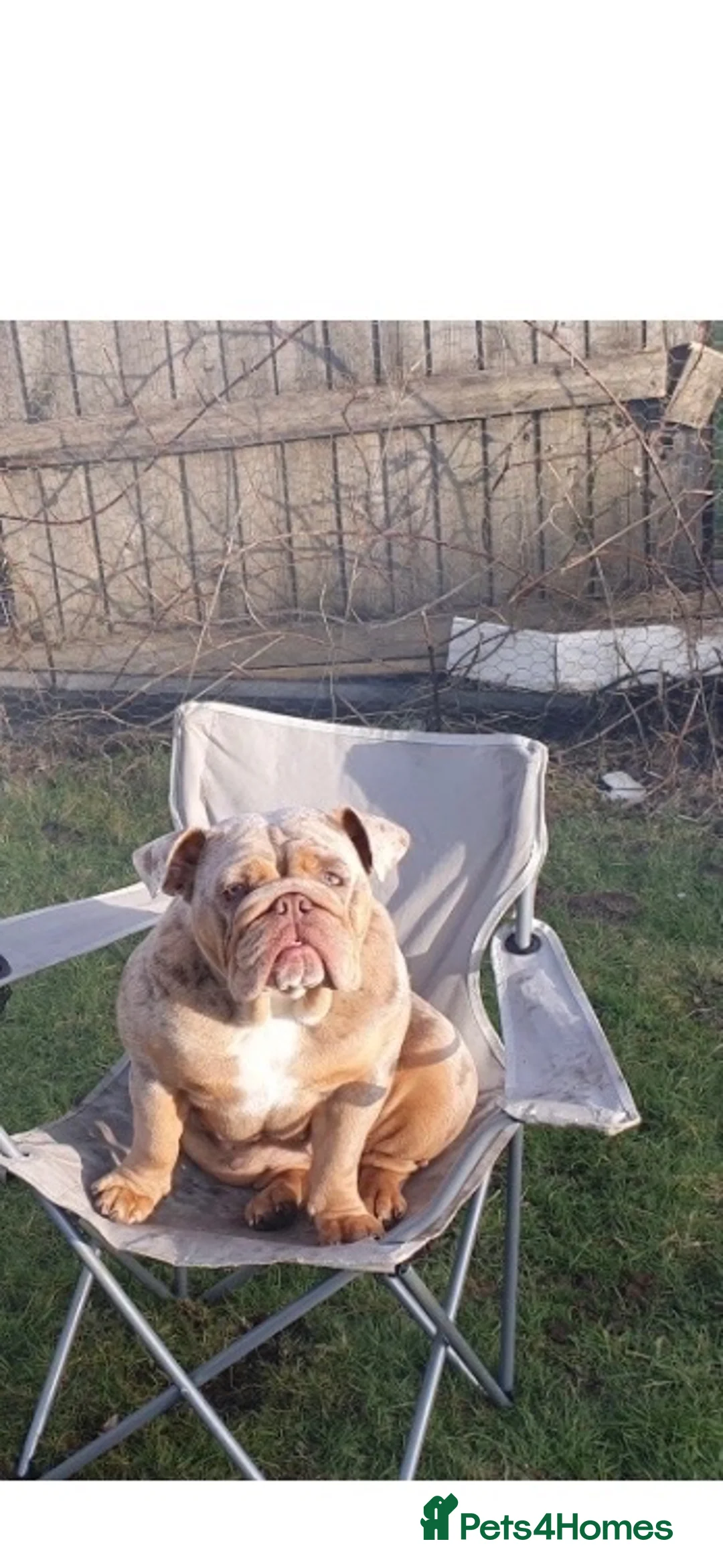 English Bulldog dogs for sale: Female British bulldog for sale  in Swansea - Advert 1