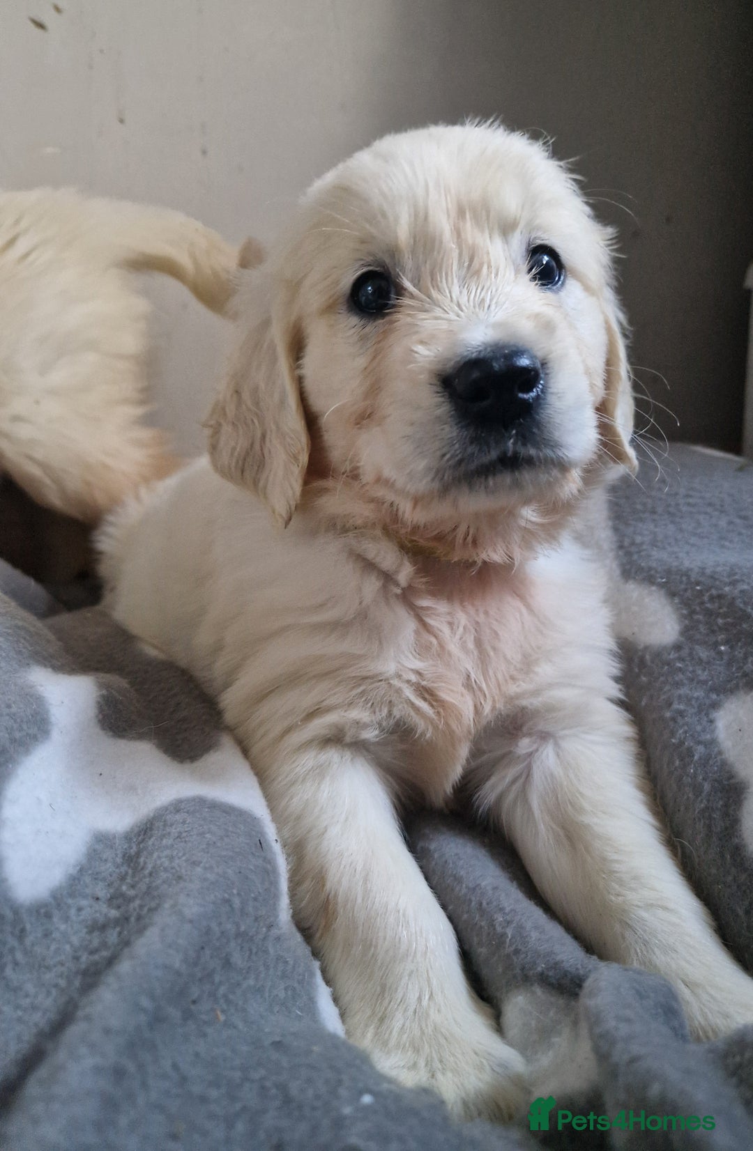 Golden Retriever dogs for sale: Kc Golden retriver,  READY 20. DEC. - Advert 5