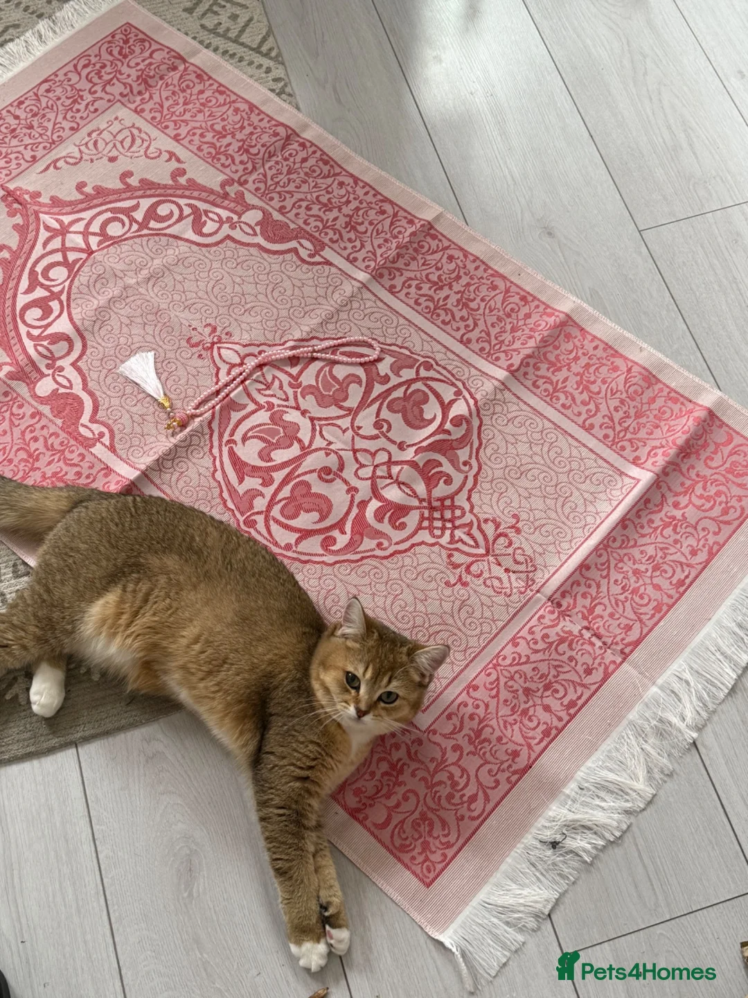 British Shorthair cats for sale: Beautiful British short-hair for sale in London - Advert 2