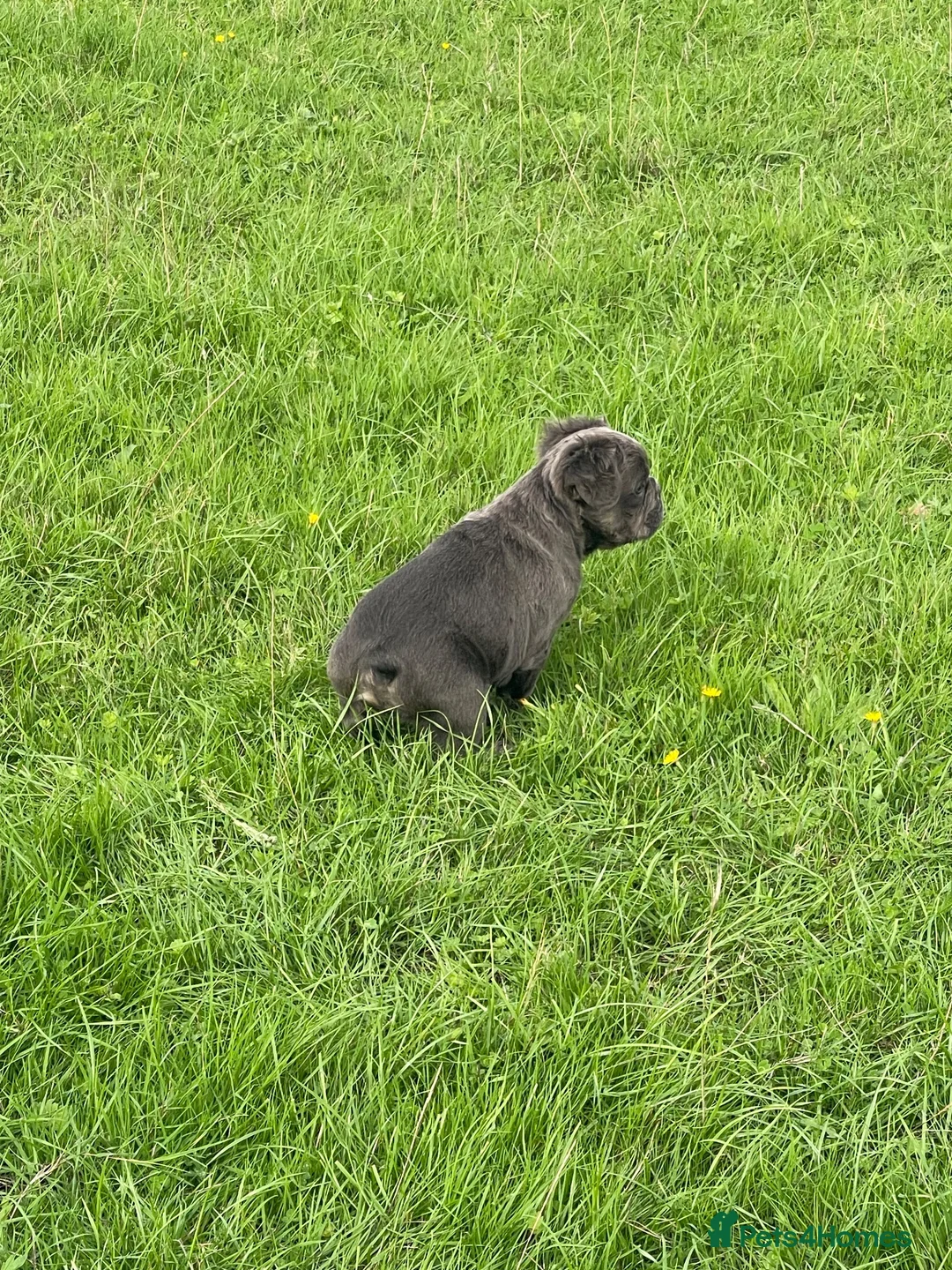 French Bulldog dogs for sale: RKC French bulldog puppies - Advert 2