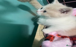 Scottish Fold cats for sale: Scottish fold - Advert 9