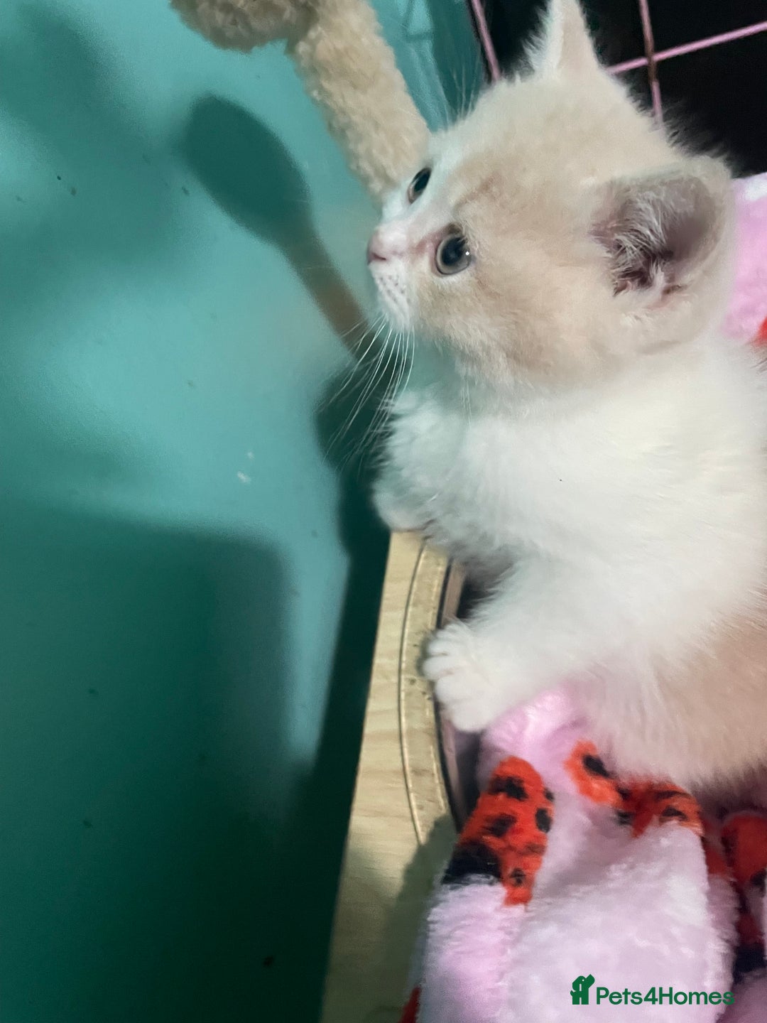 Scottish Fold cats for sale: Scottish fold - Advert 9