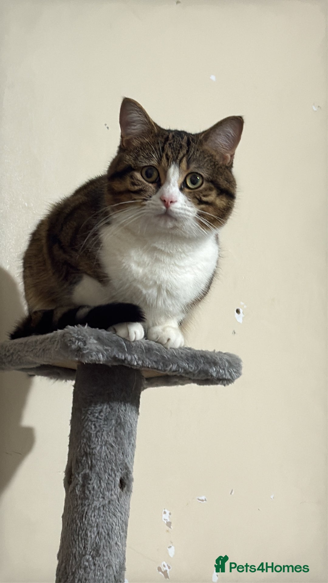 British Shorthair cats for sale: Adorable Indoor Cat Looking for a Loving Home - Advert 2