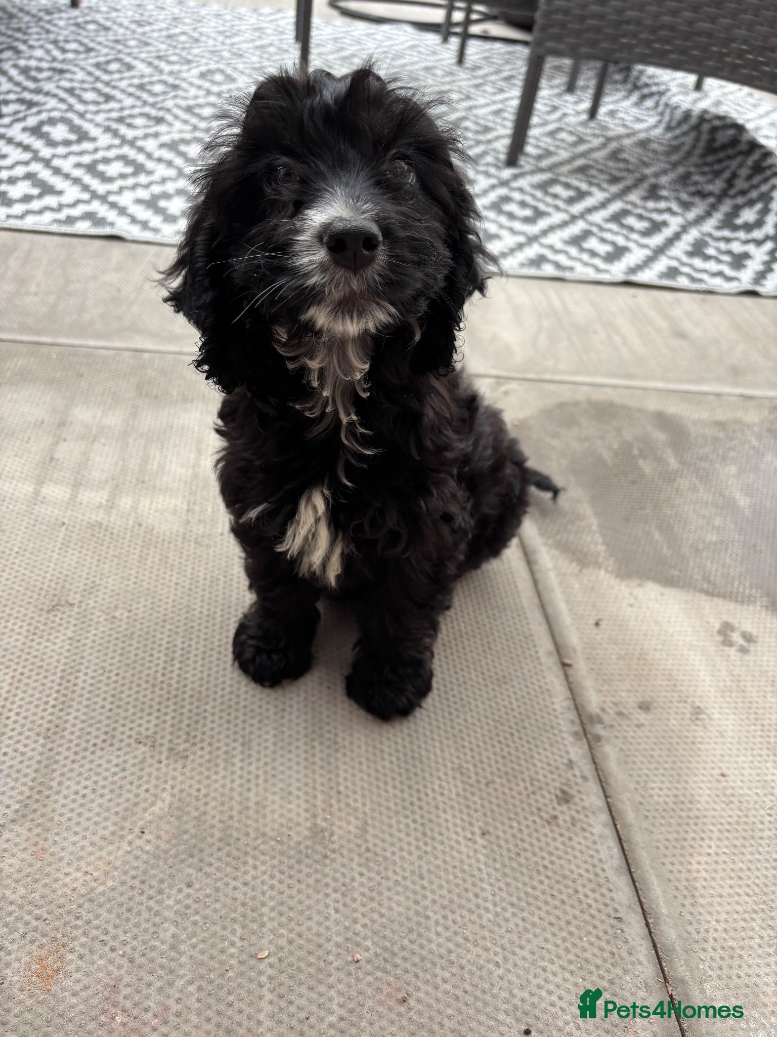 Cockapoo dogs Teddy cockapoo - Advert 2