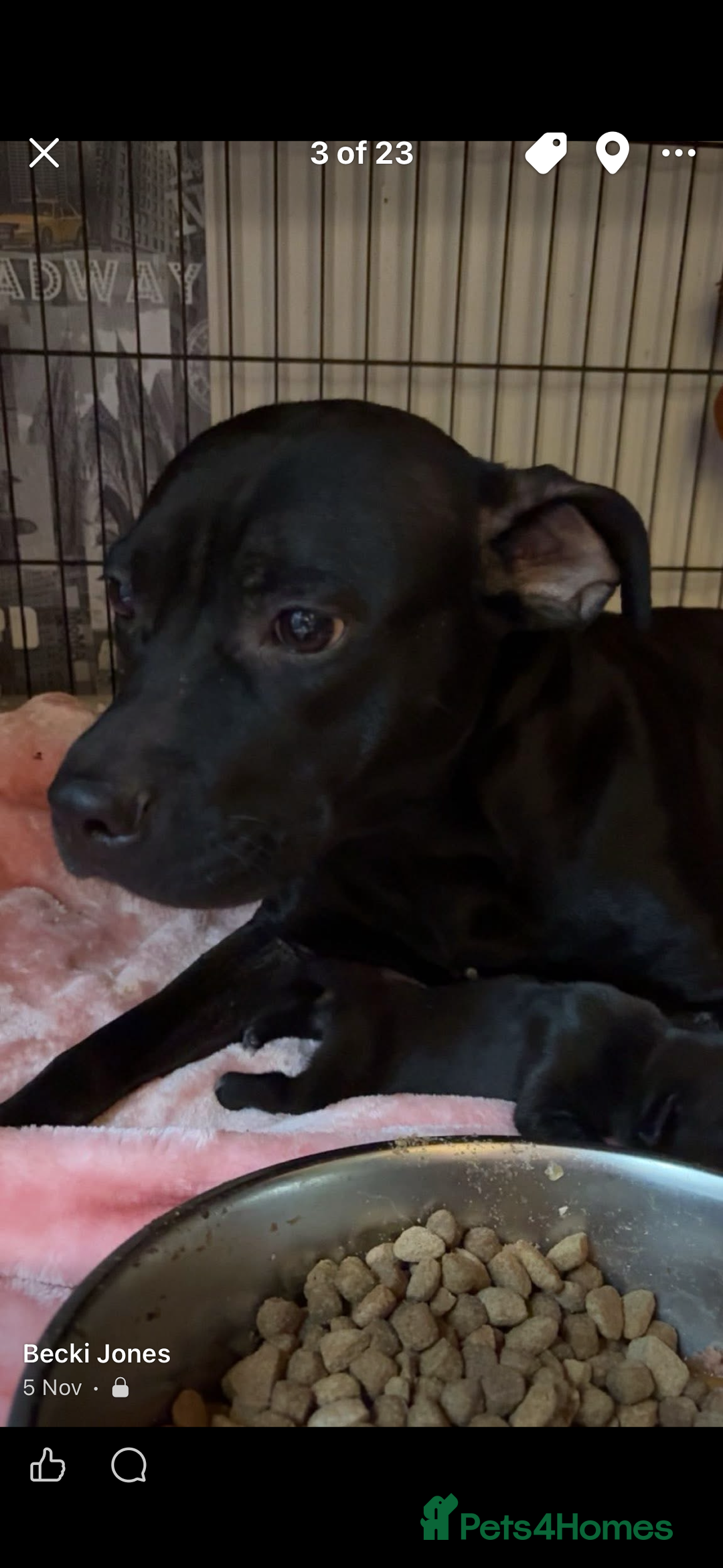 Staffordshire Bull Terrier dogs for sale: Black staffy girl  - Advert 4