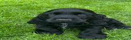 Cocker Spaniel dogs for sale: Show type Cocker Spaniel puppies, both sexes - Advert 4