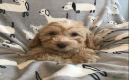 Cockapoo dogs for sale: 🐩🐶STUNNING F1 COCKAPOO PUPPIES🐶🐩 - Image 14
