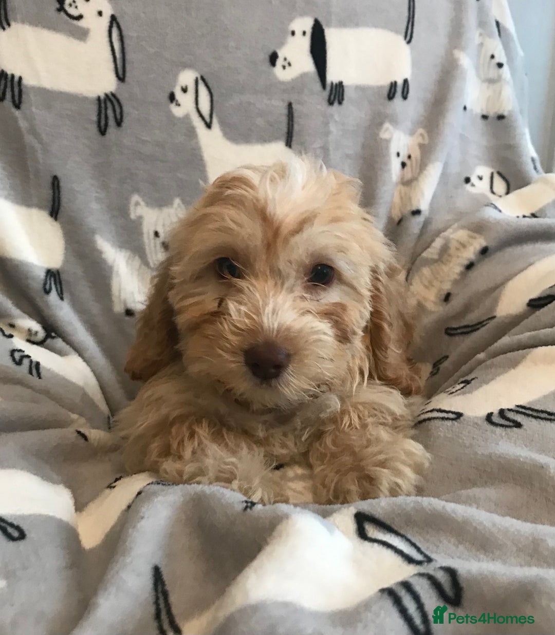 Cockapoo dogs for sale: 🐩🐶STUNNING F1 COCKAPOO PUPPIES🐶🐩 - Image 14