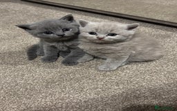 British Shorthair cats for sale: Chunky Lilac & blue bsh kittens  - Image 2