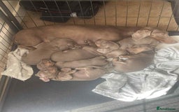 Dachshund dogs for sale: Dachshund  - Image 4