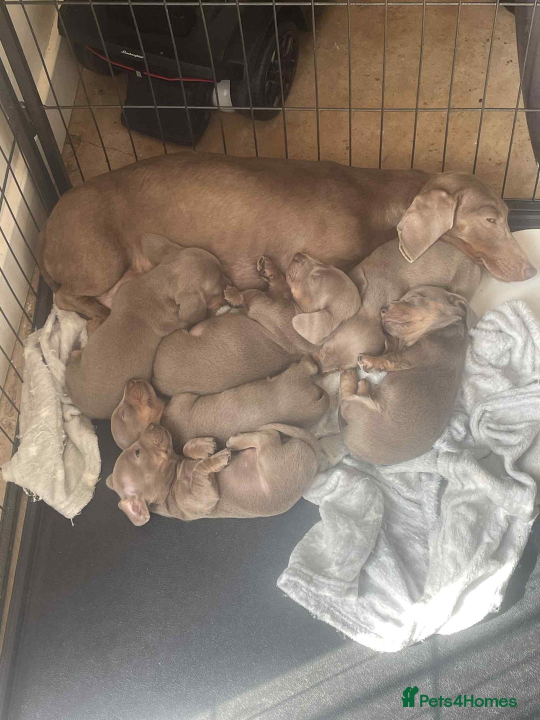 Dachshund dogs for sale: Dachshund  - Image 4