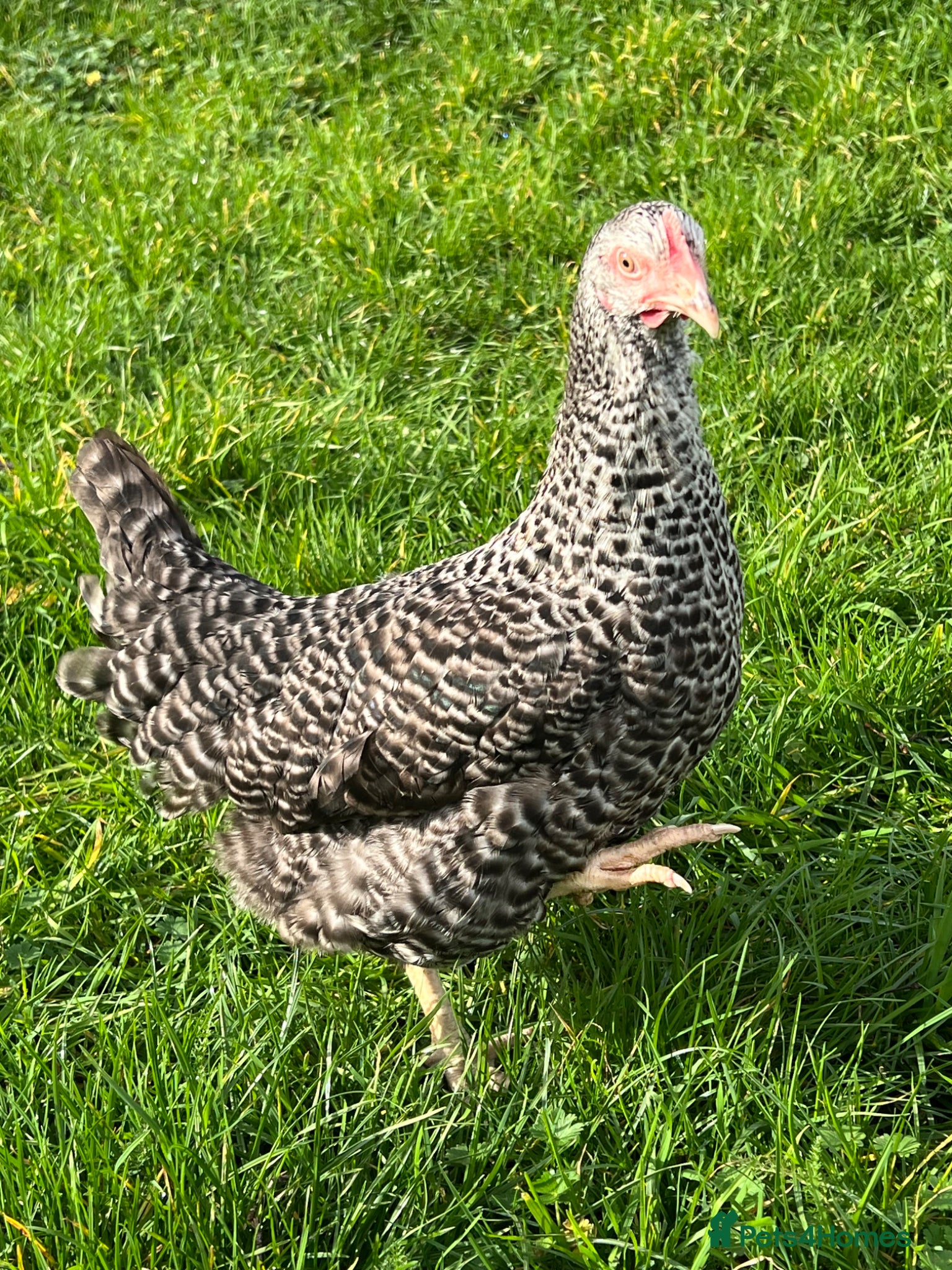 Chickens poultry 11x POL Hybrid Hens for sale in Hounslow! - Advert 2