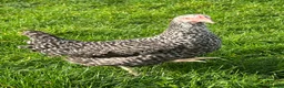 Chickens poultry for sale: 11x POL Hybrid Hens for sale in Hounslow! - Advert 1