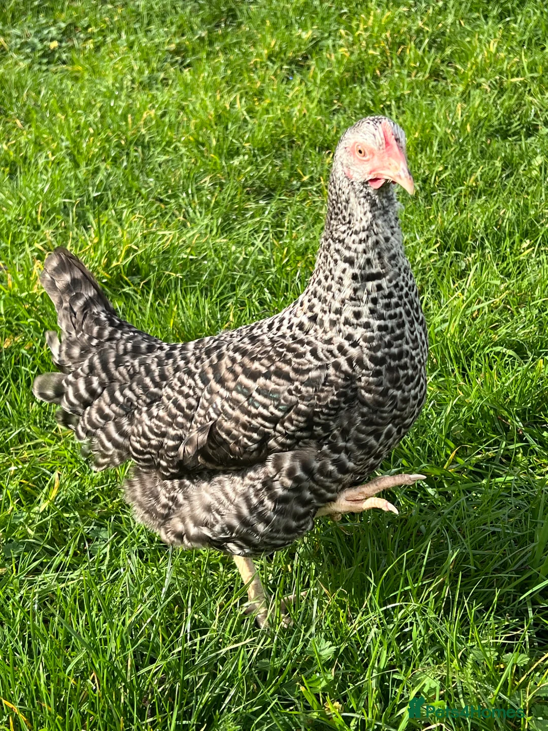 Chickens poultry for sale: 11x POL Hybrid Hens for sale in Hounslow! - Advert 1