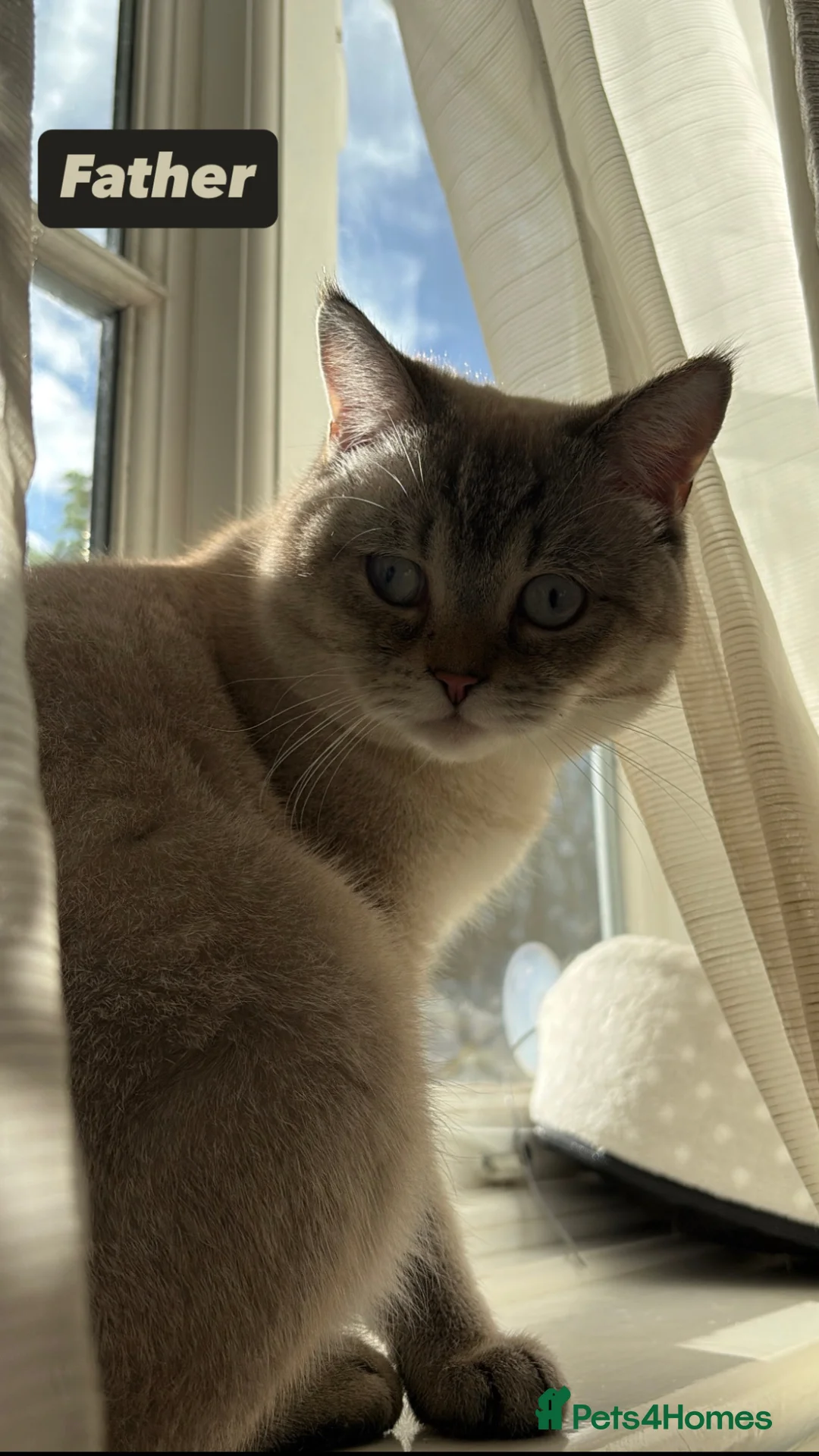 Scottish Fold cats for sale: Adorable Scottish Fold✨ in London - Advert 7