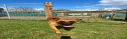Mixed Breed dogs for adoption: Dakis - Advert 8