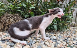 Oriental cats for sale: A truly exceptional Oriental blue bicolour boy - Image 6