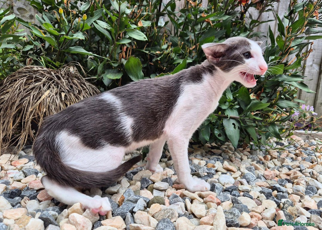 Oriental cats for sale: A truly exceptional Oriental blue bicolour boy - Image 6