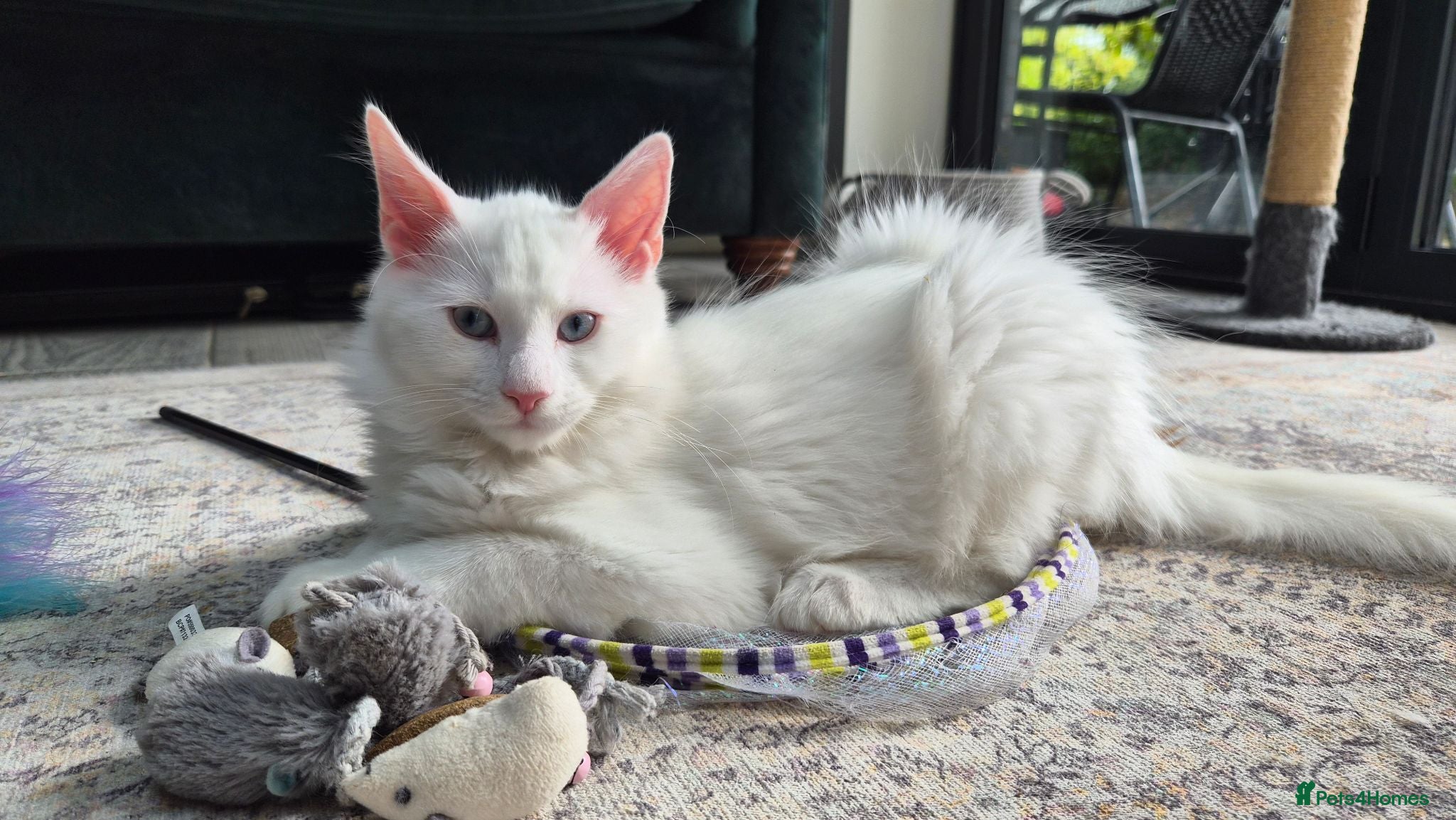 Maine Coon cats Beautiful main coon kittens for sale - Advert 1
