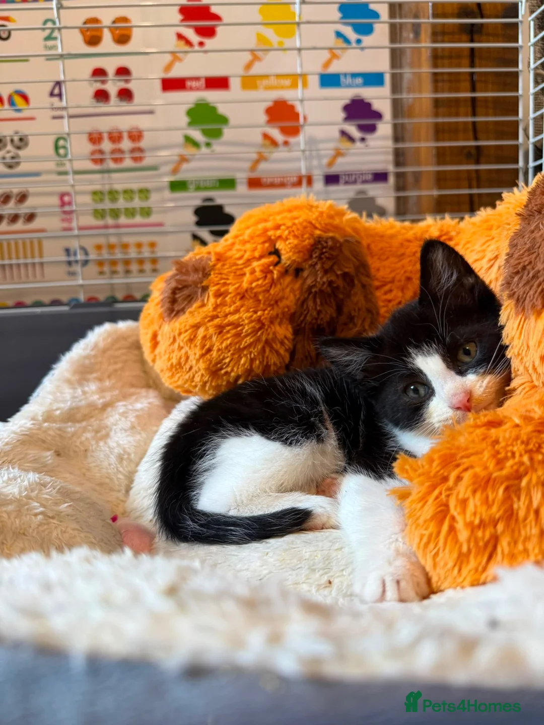 Domestic Shorthair cats for sale: Male tuxedo kitten needing a home  - Advert 3