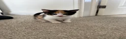 Mixed Breed cats for sale: 3 bsh cross kittens  - Advert 3