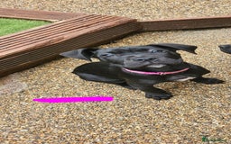 Cane Corso dogs for sale:  Cane corso puppies in Sheffield - Image 10