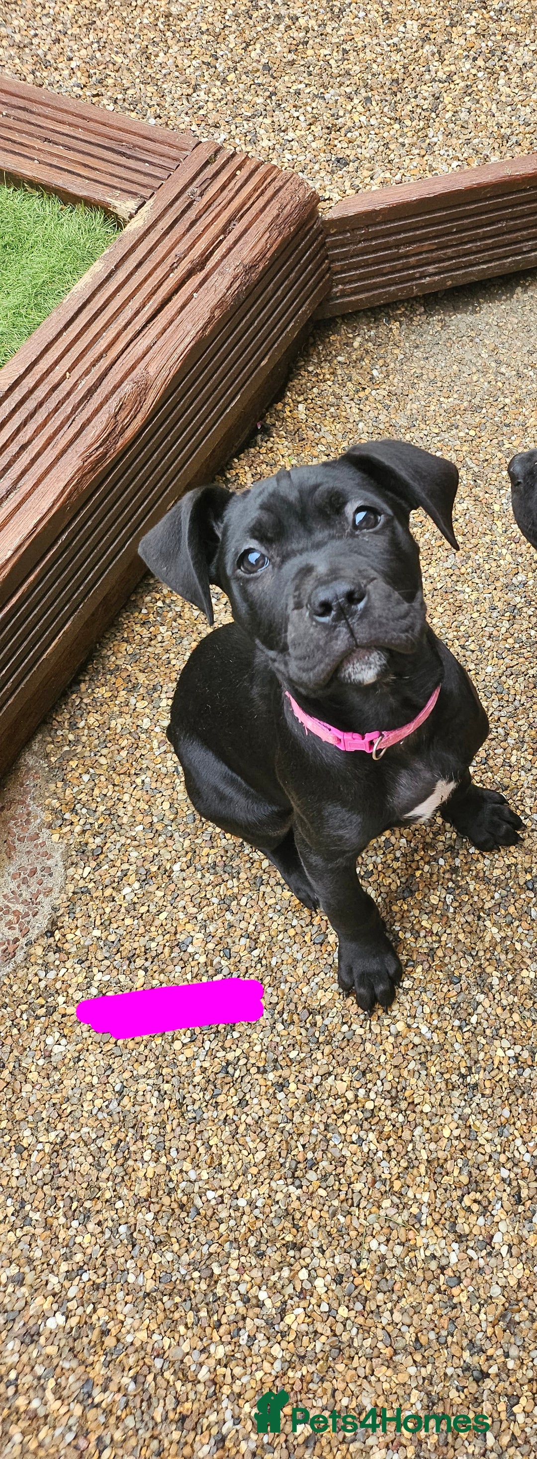 Cane Corso dogs for sale:  Cane corso puppies in Sheffield - Image 10