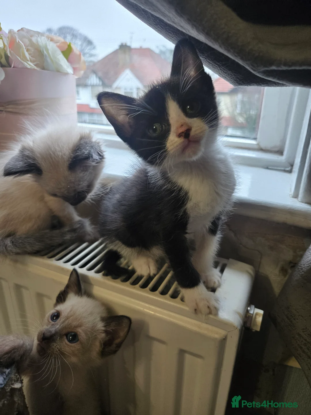 Mixed Breed cats for sale: Ready for new slaves beautiful sphynx babies. - Advert 18