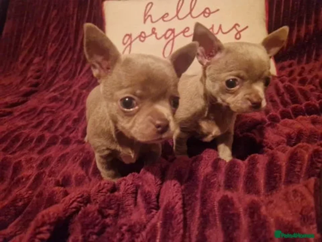 Chihuahua dogs for sale: Last lilac KC Chiuauah  - Image 3