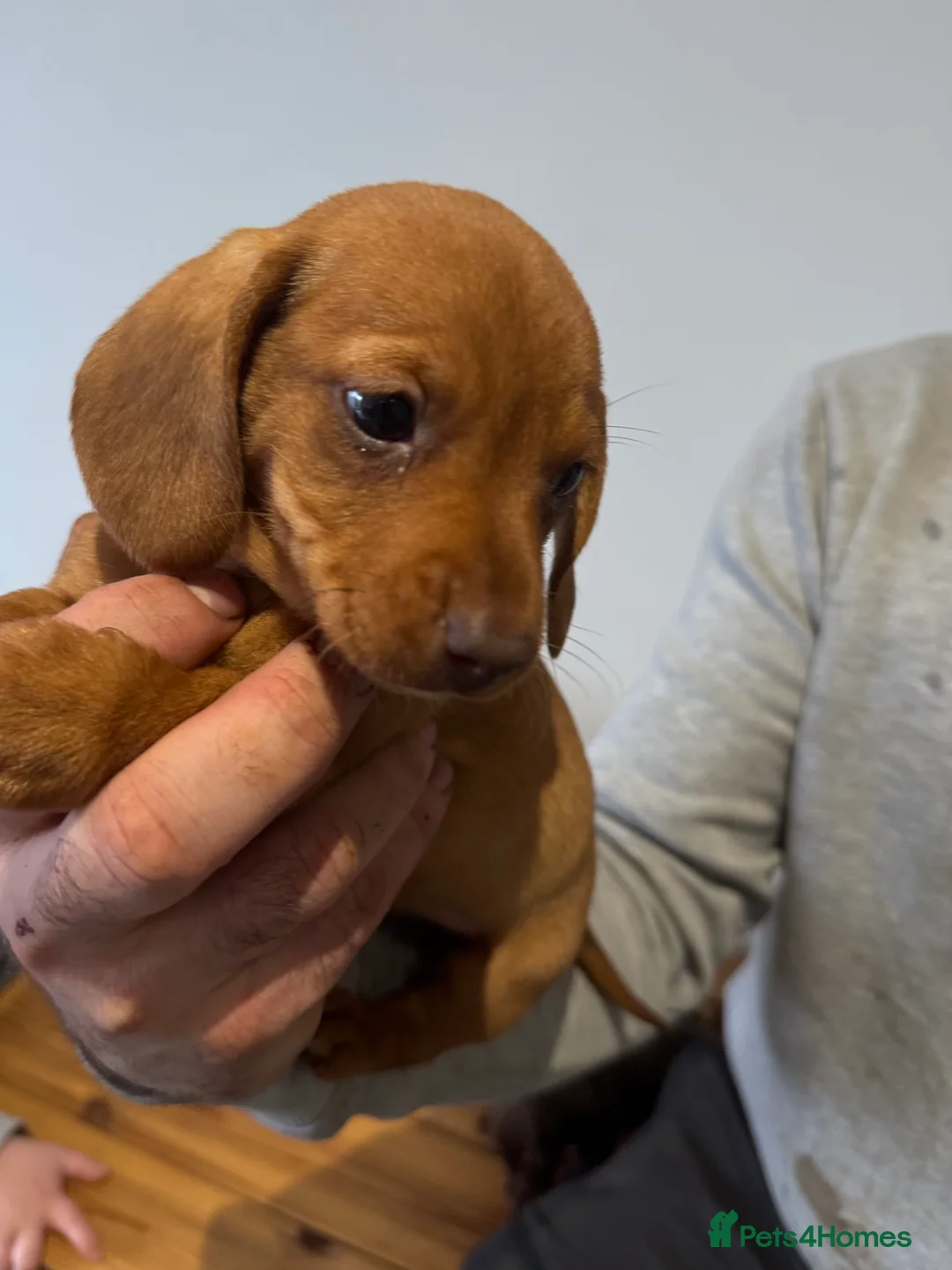 Miniature Dachshund dogs for sale: 4 gorgeous miniature dashaund puppies  - Advert 14