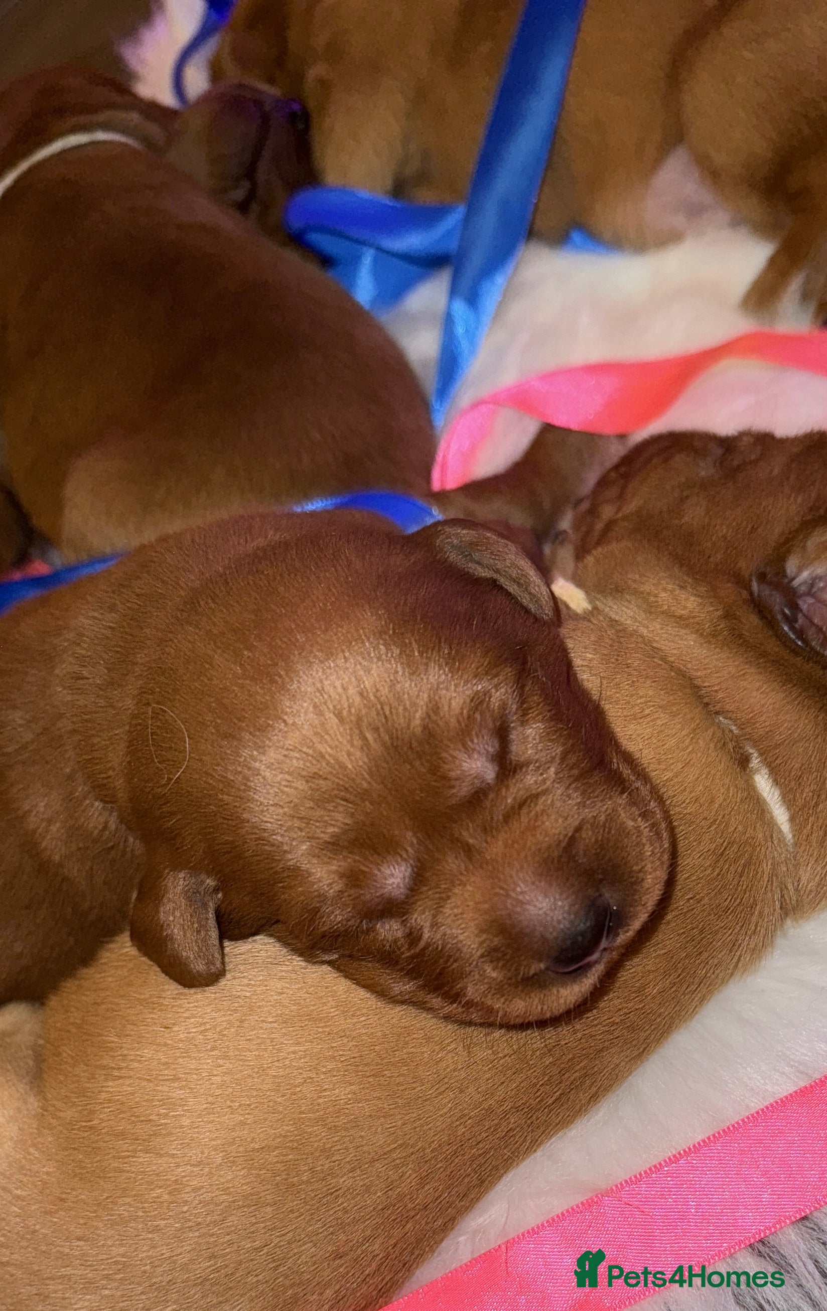 Labrador Retriever dogs Just a beautiful litter Deep reds  - Advert 12