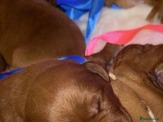 Labrador Retriever dogs Just a beautiful litter Deep reds - Advert 16