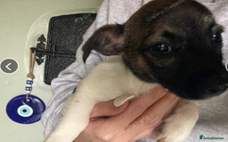 Jack Russell dogs for sale: Perfect jack russell pups - Image 3