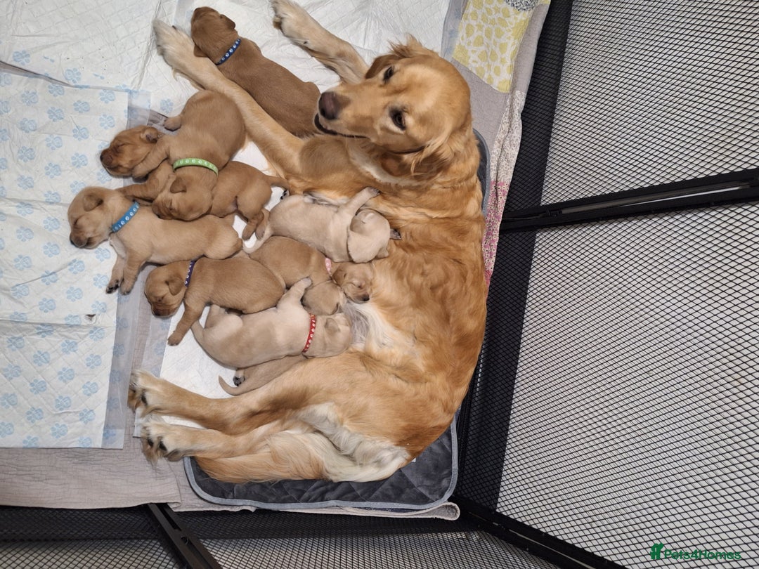 Goldador dogs for sale: BEAUTIFUL GOLDADOR FEMALES - Image 7