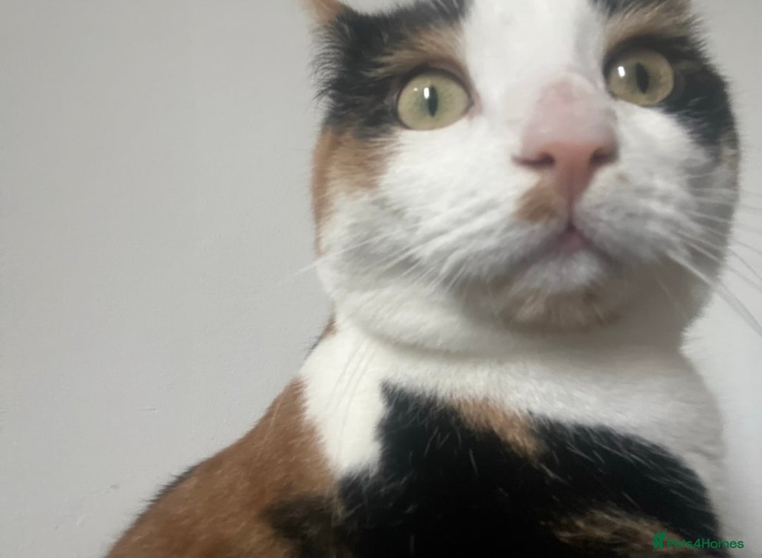Mixed Breed cats for sale: Female Calico cat ready for new home - Image 3