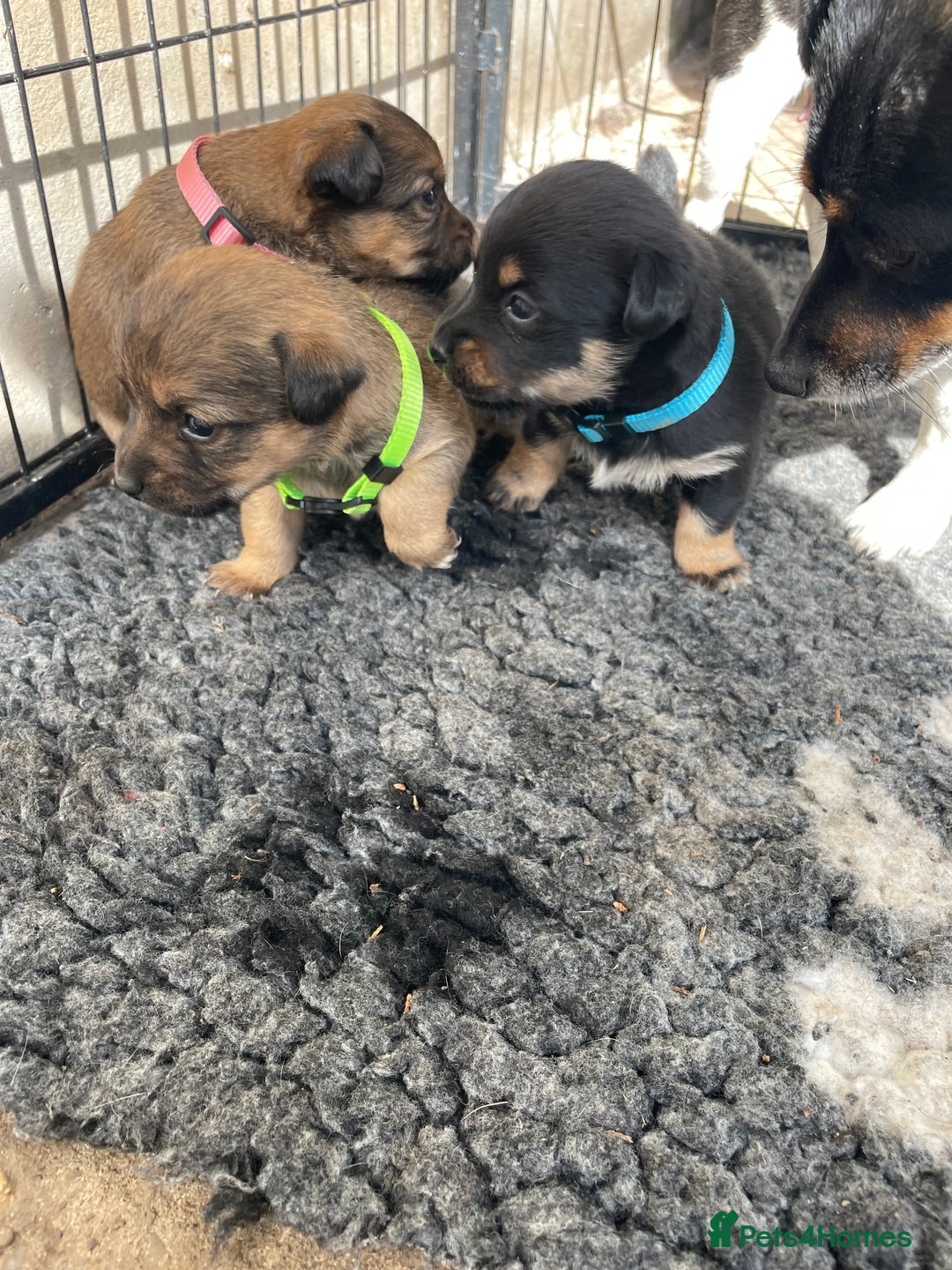 Jack Russell dogs for sale: Working Miniature Jack Russell's - Image 2