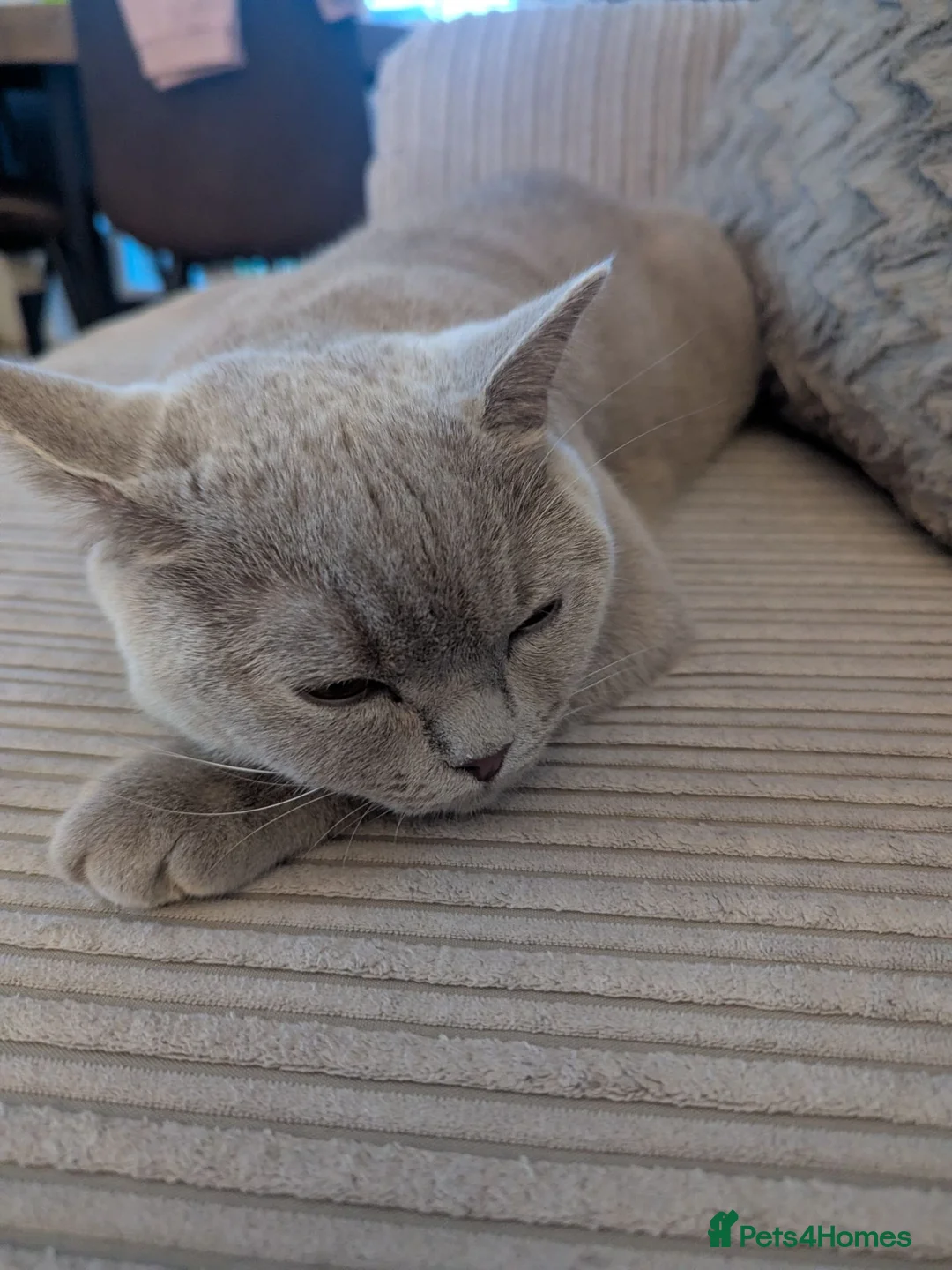 British Shorthair cats for sale: Lilac British shorthair  - Advert 6