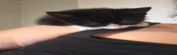 Mixed Breed cats for sale: Adorable kittens  - Advert 17