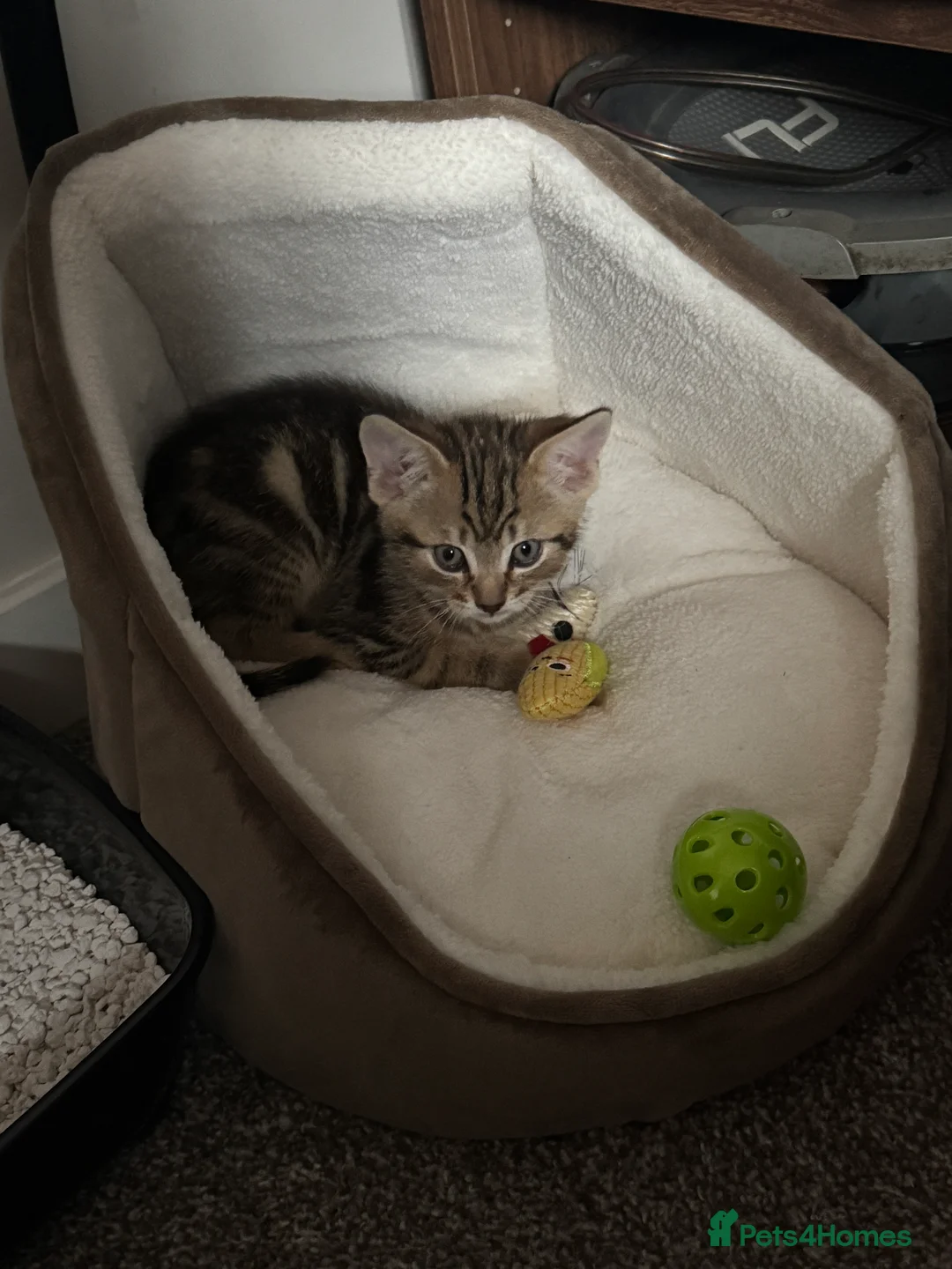Mixed Breed cats for sale: 10 week old kitten needing new home - Advert 2