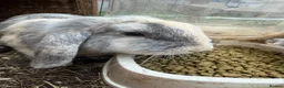 Mini Lop rabbits for sale: Mother and Daughter Lops  - Advert 3